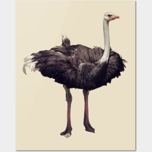 Ostrich Posters and Art